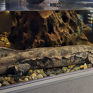 South China giant salamander