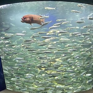 Spotlined sardines and bulgyhead wrasse