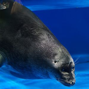 Baikal Seal