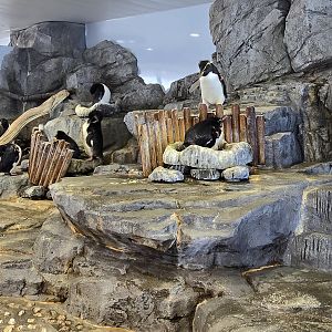 Southern rockhopper penguins