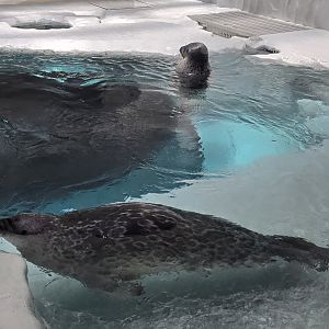 Ringed seals