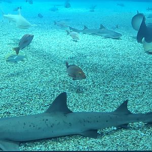 Japanese topeshark (Hemitriakis japanica)