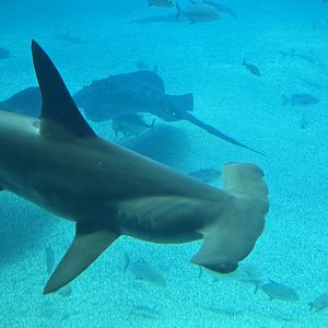 Scalloped hammerhead
