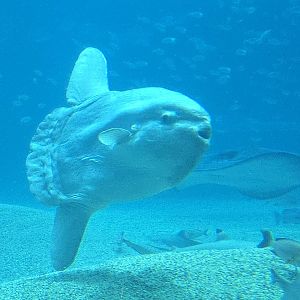 Sunfish