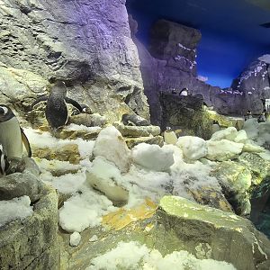 Gentoo and King penguins