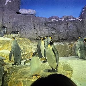 King penguins