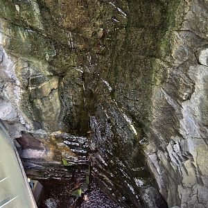 Japanese freshwater crab enclosure