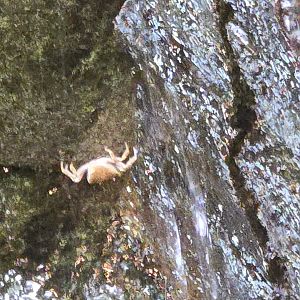 Japanese freshwater crab