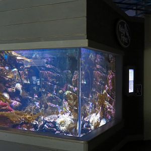 Kelp Forest Exhibit
