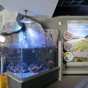 Rocky Coast Discovery Pools