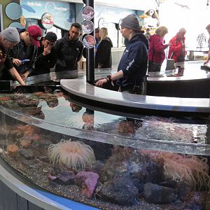 Rocky Coast Discovery Pools