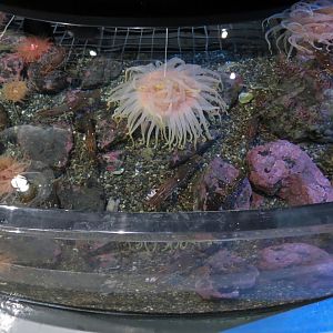 Rocky Coast Discovery Pools