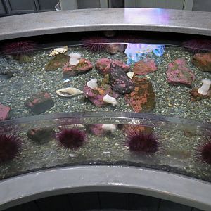 Rocky Coast Discovery Pools