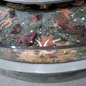 Rocky Coast Discovery Pools