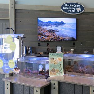 Rocky Coast Discovery Pools