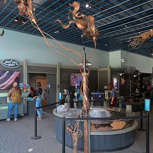 Rocky Coast Discovery Pools