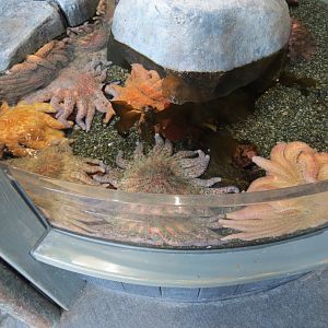 Rocky Coast Discovery Pools