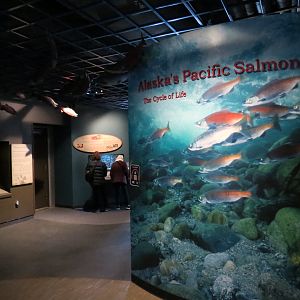 Alaska's Pacific Salmon Exhibits
