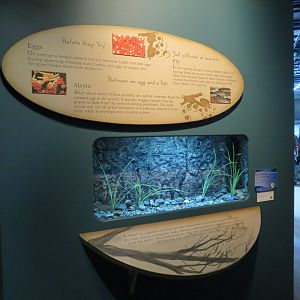 Alaska's Pacific Salmon Exhibits