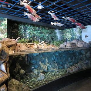 Alaska's Pacific Salmon Exhibits