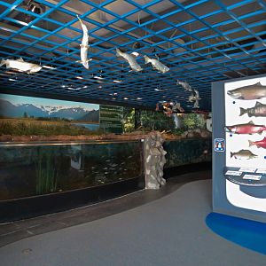 Alaska's Pacific Salmon Exhibits