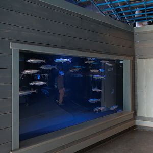 Alaska's Pacific Salmon Exhibits