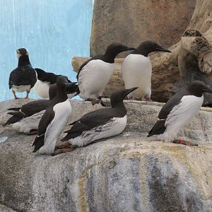 Seabird Habitat - Common Murre