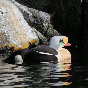 Seabird Habitat - King Eider