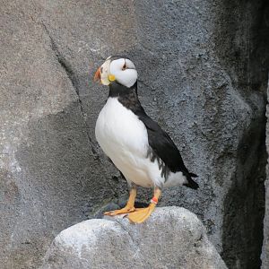 Seabird Habitat - Horned Puffin