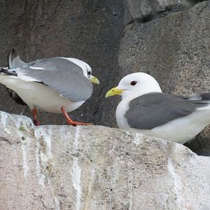 Seabird Habitat - Red-legged Kittiwake