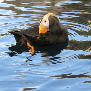 Seabird Habitat - Tufted Puffin