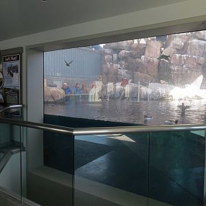 Seabird Habitat - Viewing Window in Rocky Coast Gallery