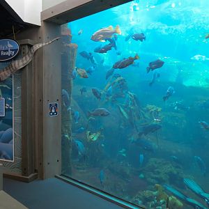 Seabird Habitat - Underwater Viewing Area