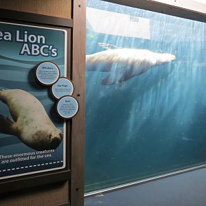 Stellar Sea Lion Habitat - Underwater Viewing Area