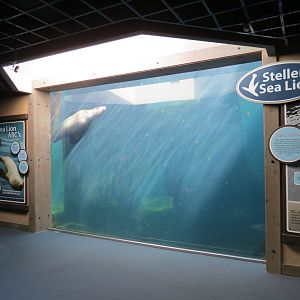 Stellar Sea Lion Habitat - Underwater Viewing Area