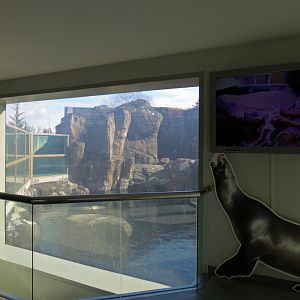 Stellar Sea Lion Habitat - Viewing Window in Rocky Coast Gallery