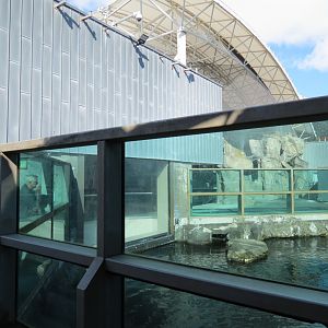 Stellar Sea Lion Habitat - Outdoor Viewing Area