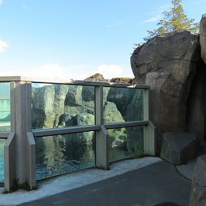 Stellar Sea Lion Habitat - Outdoor Viewing Area