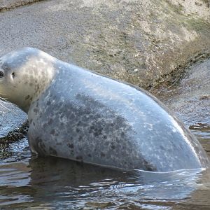 Alaska's Seals Habitat