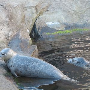 Alaska's Seals Habitat