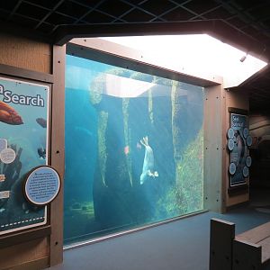 Alaska's Seals Habitat - Underwater Viewing Area