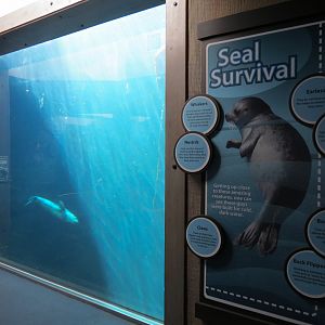 Alaska's Seals Habitat - Underwater Viewing Area