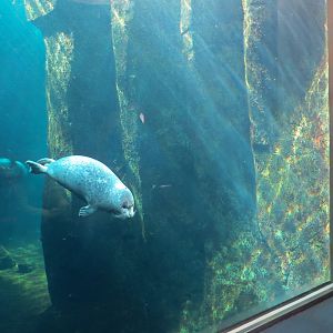 Alaska's Seals Habitat - Underwater Viewing Area