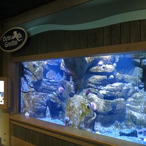 Octo Grotto Exhibit