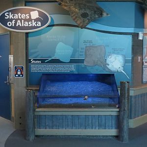 Skates Of Alaska Exhibit