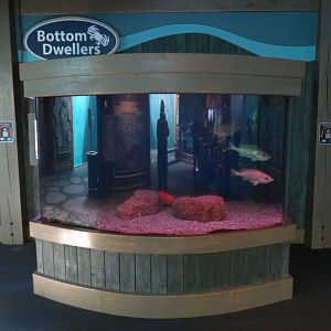 Bottom Dwellers Exhibit