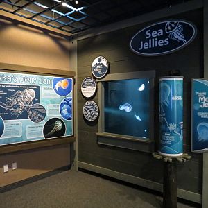 Sea Jellies Exhibit