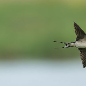 Barn Swallow (wild) UK