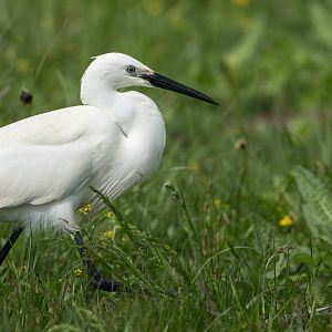 Little Egret (wild) UK