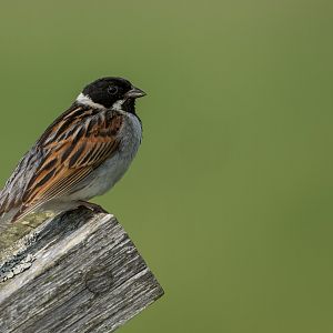 Reed Bunting (wild) UK